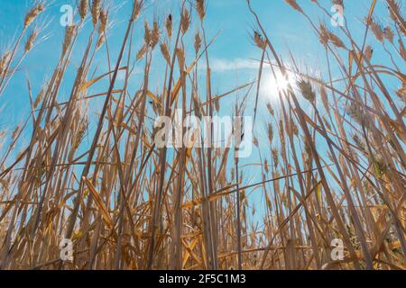 Low angle view of harvest ready grains in field under a sunny blue sky on a warm day Stock Photo