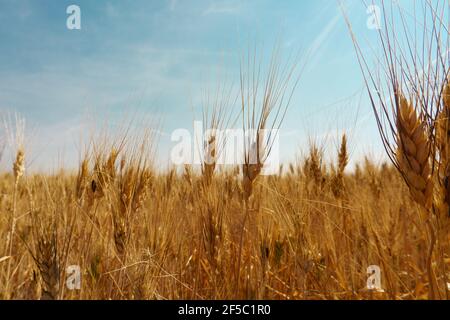Harvest ready grains in field under a sunny blue sky on a warm day Stock Photo
