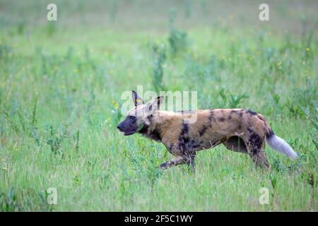 African Wild Hunting Dog or Painted Wolf  (Lycaon pictus). Animal on the move. Taking part in making a circling movement around hidden position Impala Stock Photo