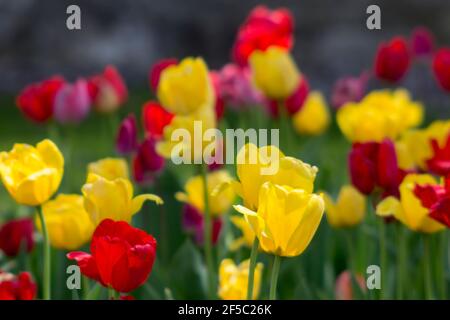 Red and Yellow Tulip Flower Garden in the Spring Stock Photo