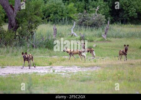 African Wild Hunting Dogs or Painted Wolves (Lycaon pictus).   Four of a pack of nine. Assembling to play their part in a full pack hunt for prey anim Stock Photo