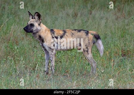 African Wild Hunting Dog,Painted Wolf, Lycaon pictus, male profile, standing to attention, close up, showing genitalia, tail slightly lifted. Botswana. Stock Photo