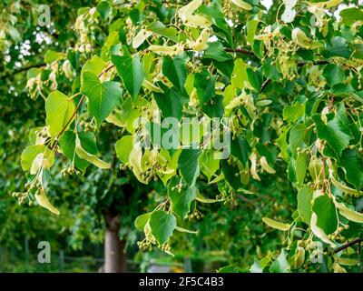 Linden (Tilia cordata) branch with berries Stock Photo