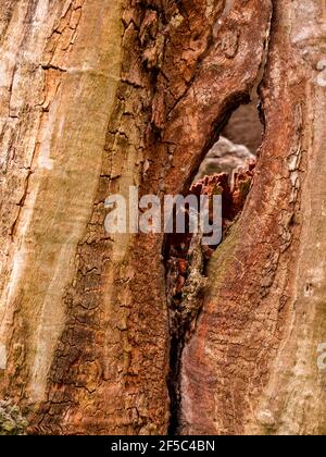 Hole into an old dry stump Stock Photo