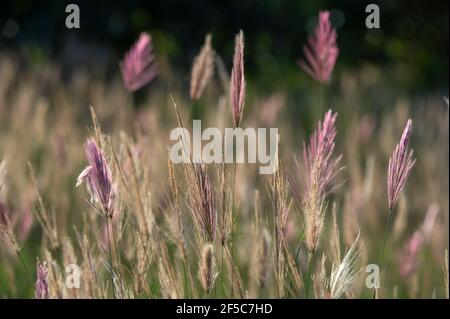 Red oat grass (Themeda triandra), Tsavo, Kenya. Stock Photo