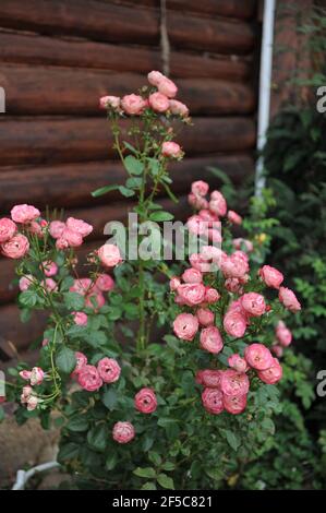 Pink-russet Shrub rose (Rosa) Acropolis blooms in a garden in August ...