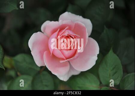 Pink shrub English rose (Rosa) Brother Cadfael blooms in a garden in May Stock Photo