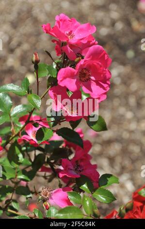 Pink Large-Flowered Climber rose (Rosa) Burg Baden blooms in a garden in June Stock Photo