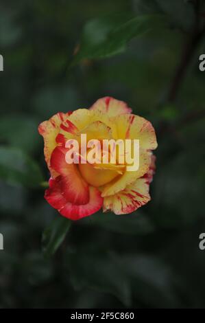 Yellow with red stripes Floribunda rose (Rosa) Camille Pissarro blooms in a garden in June Stock Photo