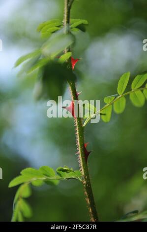 Ornamental red thorns of a shrub rose (Rosa) Cantabrigiensis in a garden in May Stock Photo