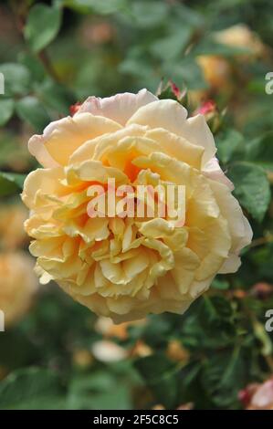 Apricot-yellow with pink undertones Hybrid Tea rose Caramella blooms in a garden in June Stock Photo