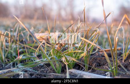 Wheat bushes with frozen leaves in spring Stock Photo