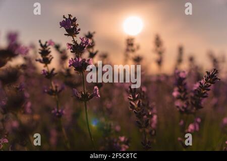 Close up Lavender flower blooming scented fields in endless rows on sunset. Selective focus on Bushes of lavender purple aromatic flowers at lavender Stock Photo