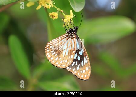 Blue Tiger butterfly feeding on a yellow flower with wings closed. Stock Photo