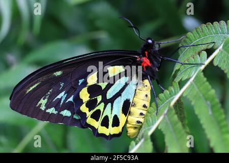 A beautiful male Cairns Birdwing butterfly resting on a leaf with wings closed. Stock Photo