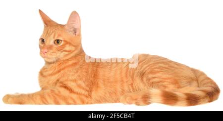 Orange kitten lays on a side view isolated. Stock Photo