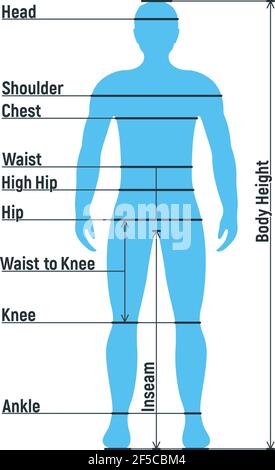 Male size chart anatomy human character, people dummy front and view side  body silhouette, isolated on white, flat vector illustration. Cartoon man  ma Stock Vector Image & Art - Alamy