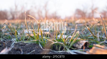 Wheat bushes with frozen leaves in spring. Stock Photo