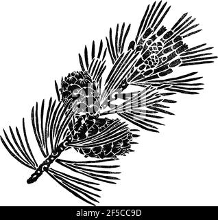 Pinus sibirica element for design isolated on white. Siberian pine branch, cones, seeds. Hand drawn botanical illustration Stock Photo