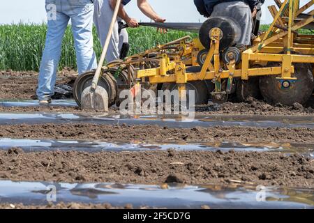 Tractor with agricultural equipment in the same pass dispenses fertilizer, lays down irrigation lines and rolls out a continuous of mulch plastic. Stock Photo