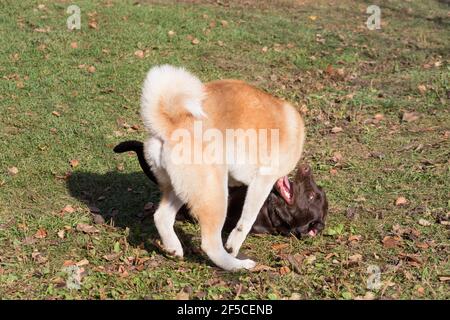 Akita inu puppy and labrador retriever puppy are playing in the autumn park. Pet animals. Purebred dog. Stock Photo