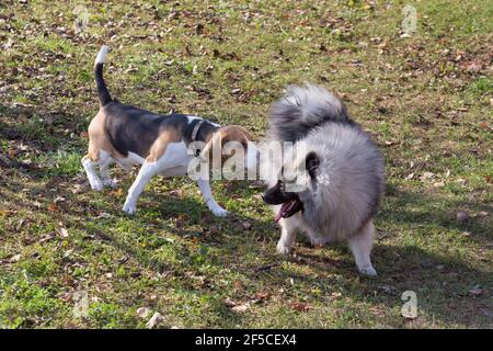 English beagle puppy and wolfspitz puppy are playing in the autumn park. Pet animals. Purebred dog. Stock Photo