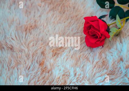 Single red rose and on a Merino wool gray background. Copy Space. Love Concept. Stock Photo