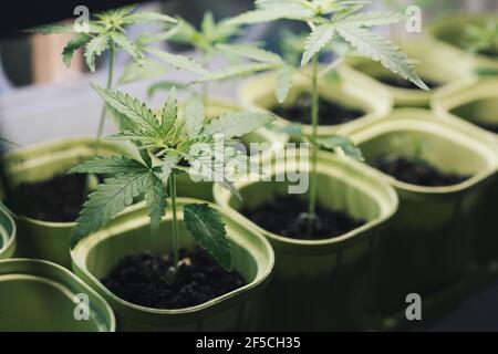 Plantation with young leaves of cannabis mariuana in a pot close-up, lifestyle. Growing medical cannabis Stock Photo