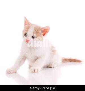 Little scared kitten sitting on a white background in the studio. Stock Photo