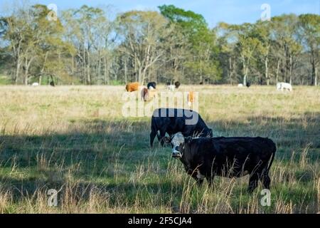 Spring pasture with a herd of mixed breeds of commercial beef cattle in central Alabama. Stock Photo