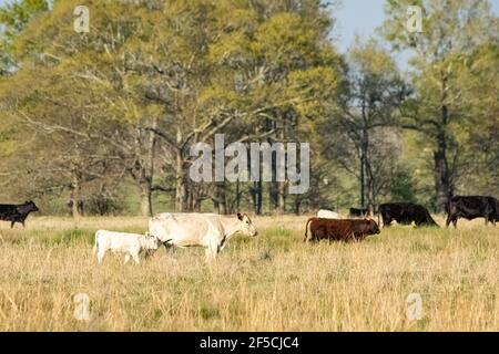 A white commercial beef cow and calf walk in an early spring pasture with the rest of the herd out-of-focus in the background. Stock Photo