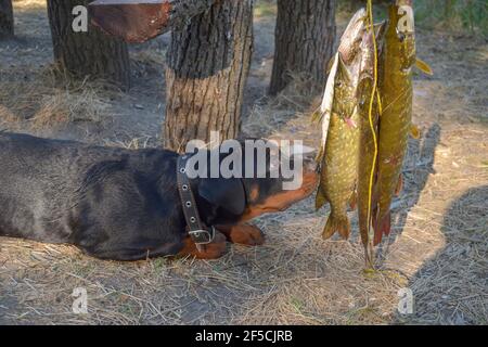 Rottweiler puppy sniffing freshly caught pike. Three-month-old female dog lies on the ground and touches fish with her nose. Five predatory fish hangi Stock Photo