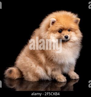 Portrait of a sitting Pomeranian Spitz on black background. A little fluffy puppy looks away. Studio shooting. Stock Photo