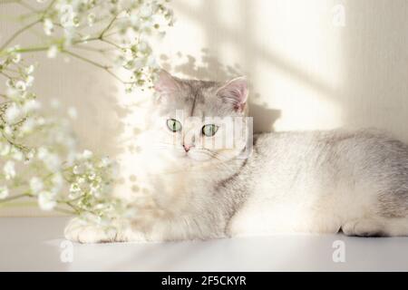 A beautiful white and gray British cat, green eyes, lies on a white table with a gypsophila flower in the sunlight Stock Photo
