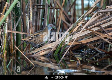 Baillon's crake (Zapornia pusilla), also known as the marsh crake, is a small waterbird of the family Rallidae. Stock Photo