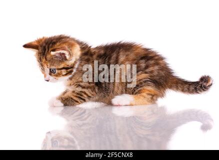 Funny curious cat on a white background. Stock Photo