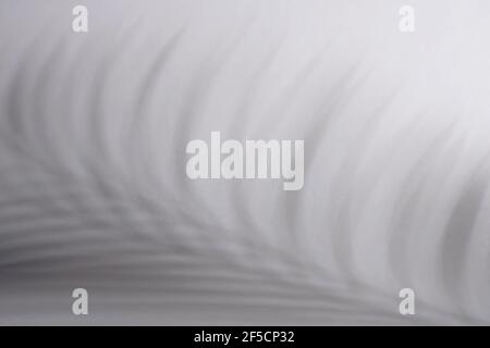 Gray shadows from leaves on a light wall. Monochrome concept.  Stock Photo