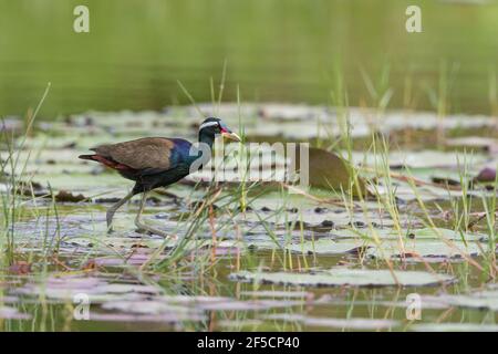 The bronze-winged jacana (Metopidius indicus) is a wader in the family Jacanidae. Stock Photo