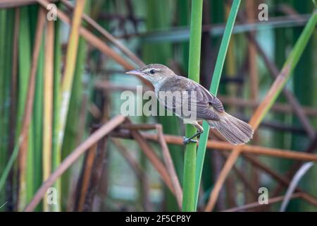 The Oriental reed warbler (Acrocephalus orientalis) is a passerine bird of eastern Asia belonging to the reed warbler genus Acrocephalus. Stock Photo