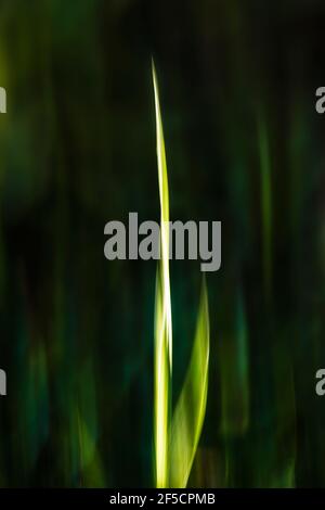 Motion blurred of branch of grass, vertical image Stock Photo