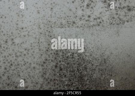 Mold on the Wall Extra Illuminated Intended as Wallpaper or Background. Fits for All Graphics. Games and Movies Stock Photo