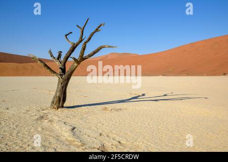 geography / travel, Namibia, numb Camel Thorn tree (acacia erioloba) in the Deadvlei, Namib Desert, Na, Additional-Rights-Clearance-Info-Not-Available Stock Photo