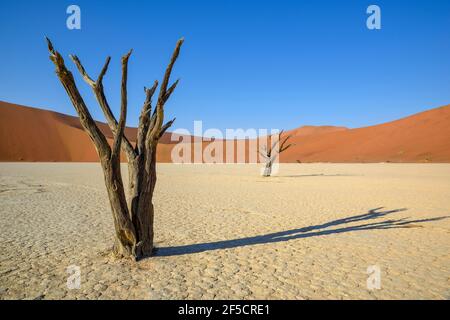 geography / travel, Namibia, numb Camel Thorn tree (acacia erioloba) in the Deadvlei, Namib Desert, Na, Additional-Rights-Clearance-Info-Not-Available Stock Photo