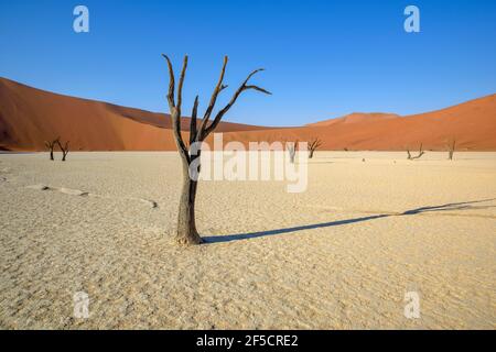 geography / travel, Namibia, numb Camel Thorn tree (acacia erioloba) in the Deadvlei, Namib Desert, Na, Additional-Rights-Clearance-Info-Not-Available Stock Photo