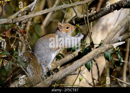 Grey Squirrel (Eastern Grey Squirrel / Gray Squirrel) Sciurus carolinensis, holding a tree shoot. Kent, UK. Stock Photo