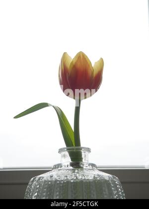 Single tulip flower, orange and yellow, single leaf Stock Photo