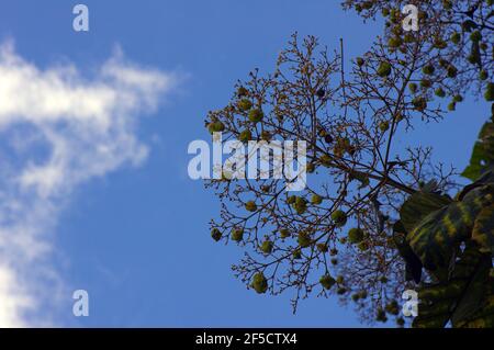 The fragrant teak flowers (Tectona grandis) blooming, arranged in dense clusters at the end of the branches, with blue sky background in Gunung Kidul, Stock Photo