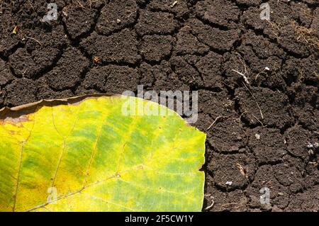 A dry teak leaf on the dry mediterranean soil, in Gunung Kidul, Yogyakarta, Indonesia. Nature conservation concept. Stock Photo