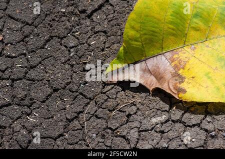 A dry teak leaf on the dry mediterranean soil, in Gunung Kidul, Yogyakarta, Indonesia. Nature conservation concept. Stock Photo