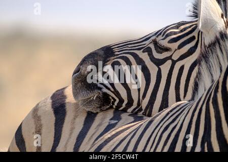 2 Zebras (Equus burchelli) head rest on another animal. Etosha National Park, Namibia Stock Photo